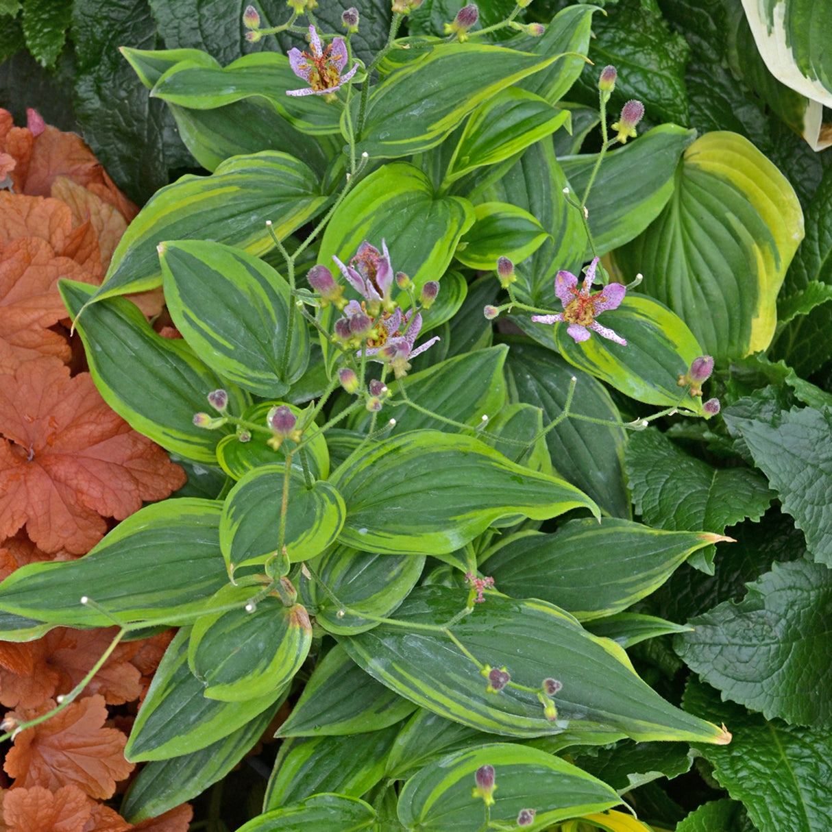 Tricyrtis formosana 'Autumn Glow'