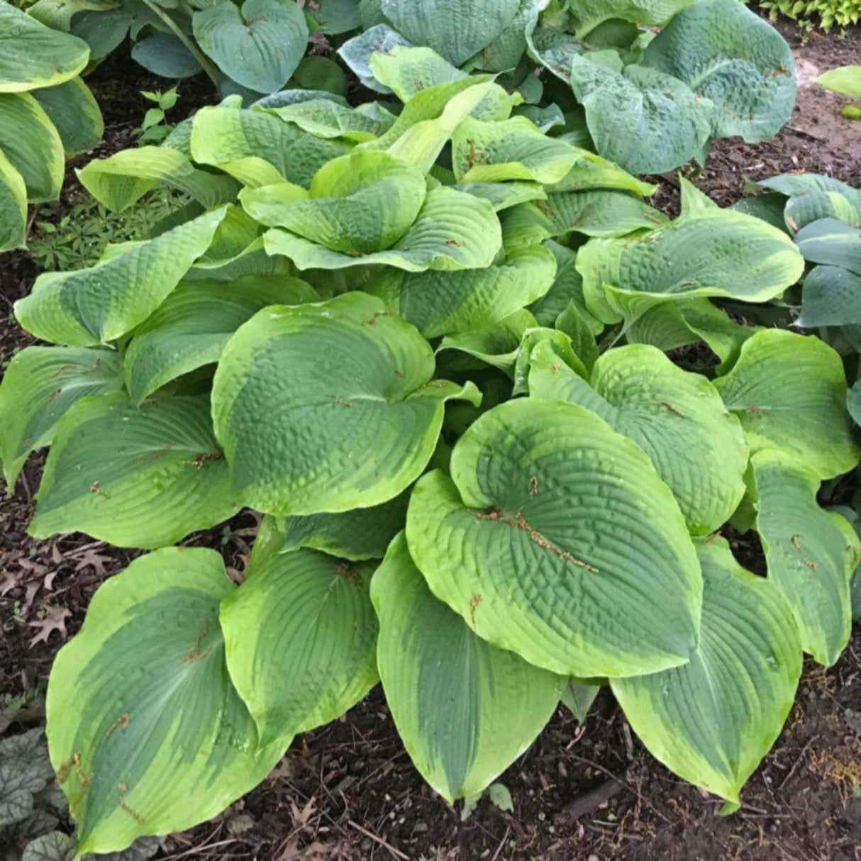 Twin Cities Hosta (NEW For 2021!)