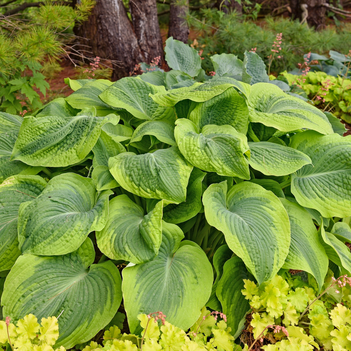 Twin Cities PP34984 Hosta
