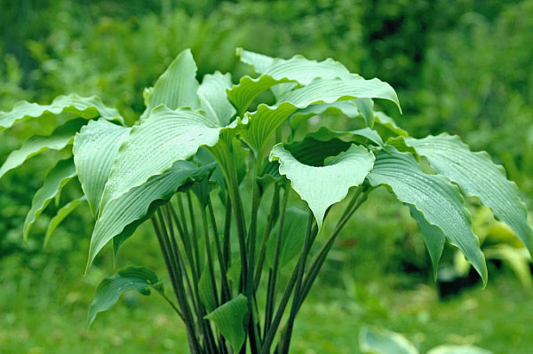 Valley's Silver Jet Hosta