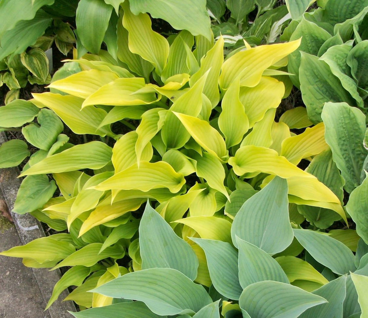 Valley's Chute-the-Chute Hosta