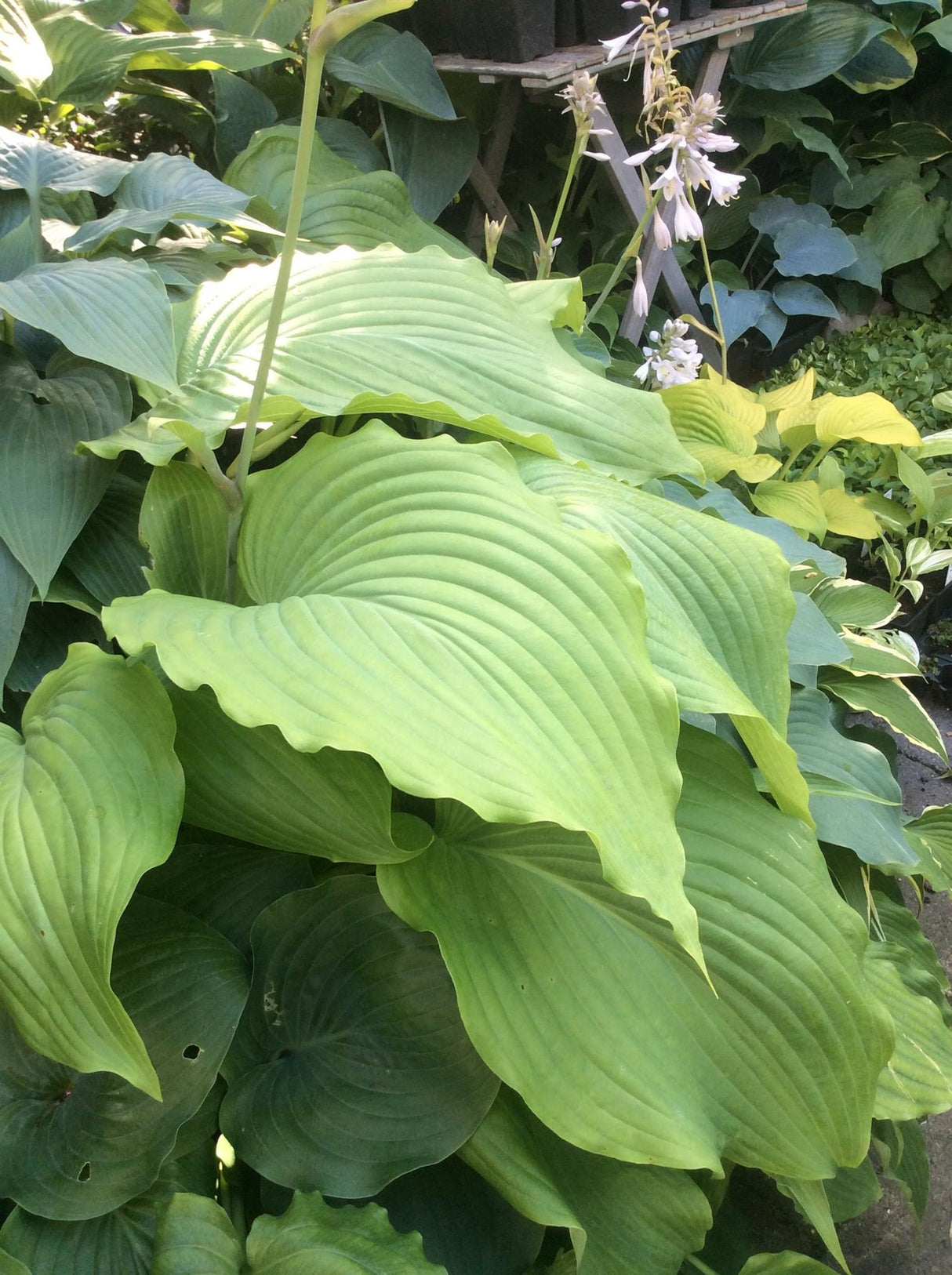 Valley's Himitsu Hosta