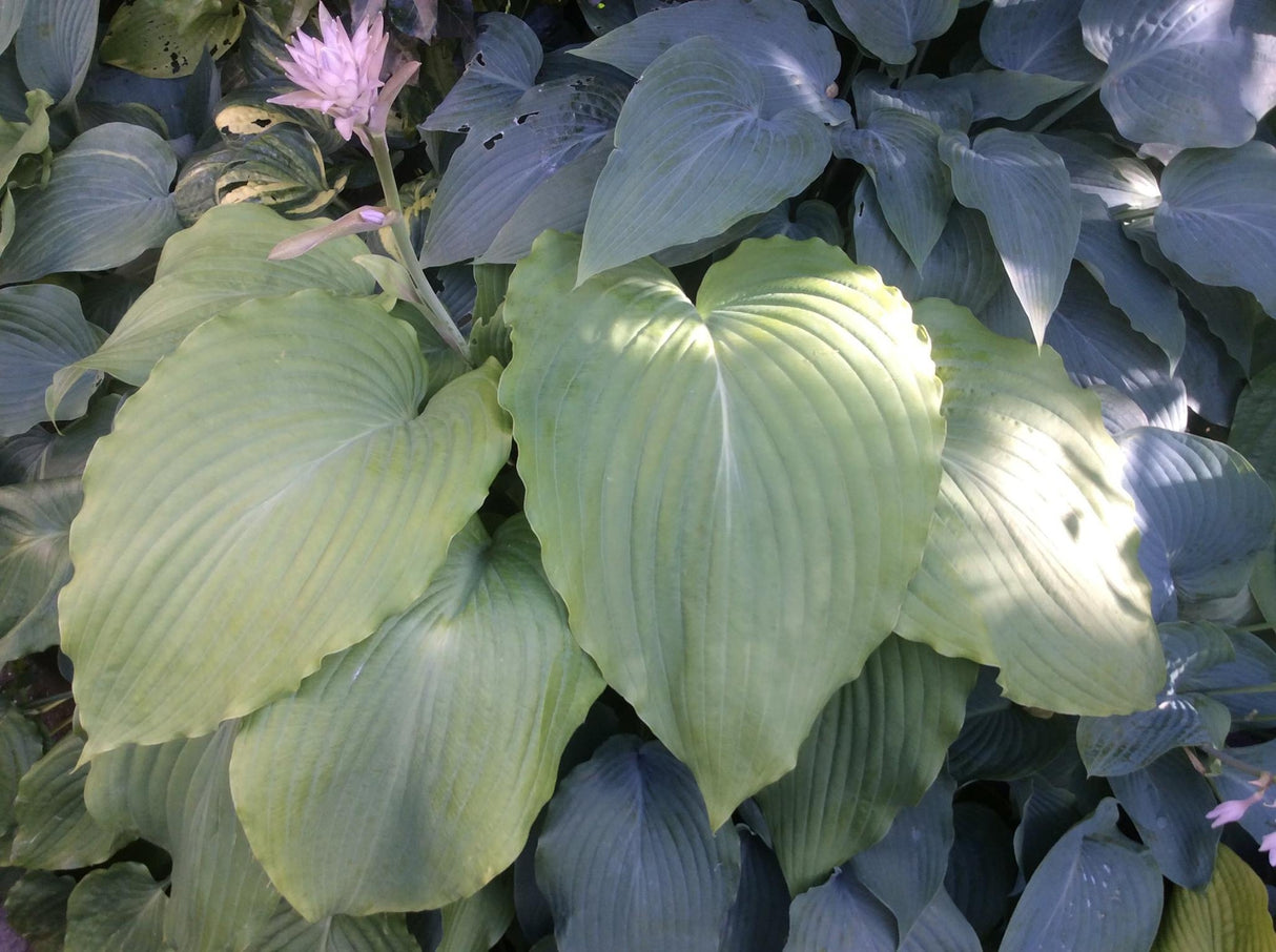 Valley's Himitsu Hosta