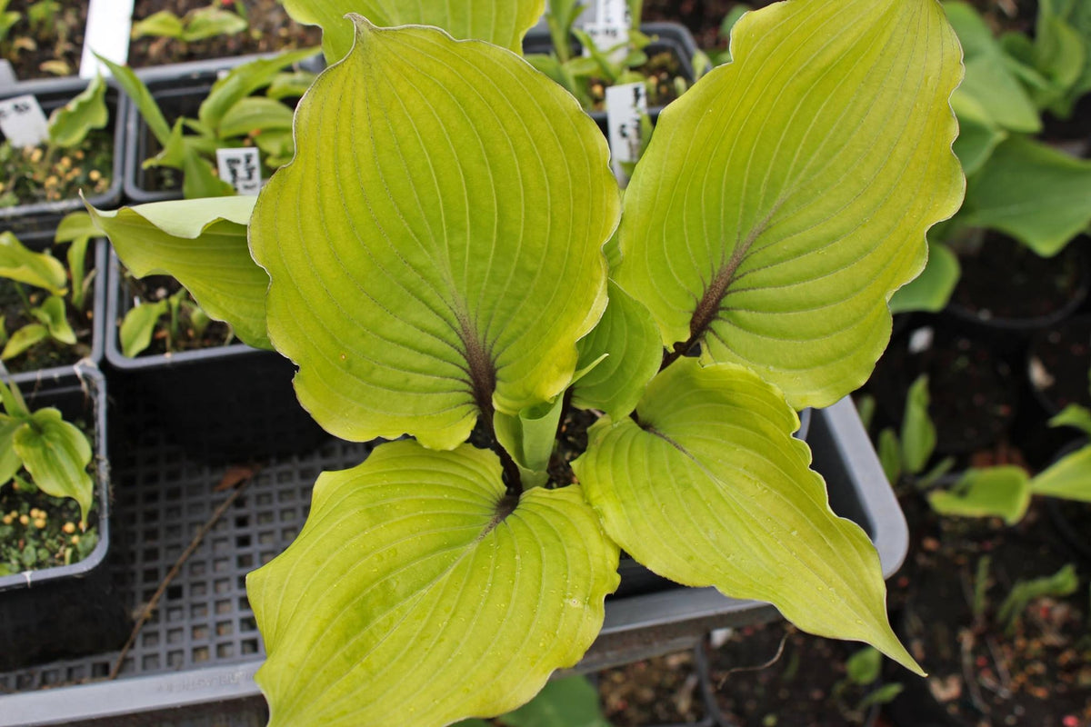 Valley's Kumo Hosta