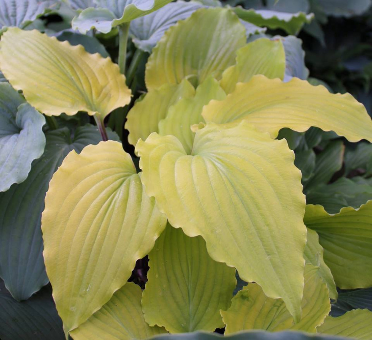 Valley's Lemon Limbo Hosta