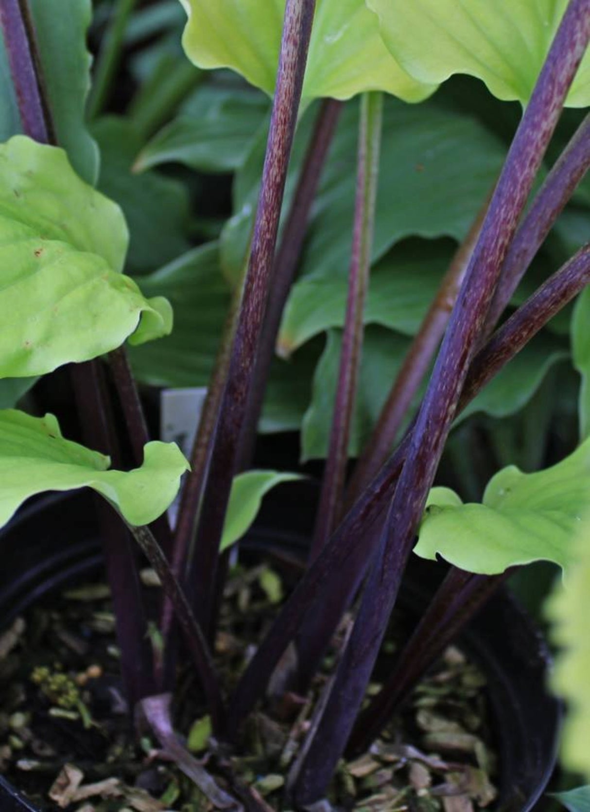 Valley's Lemon Limbo Hosta