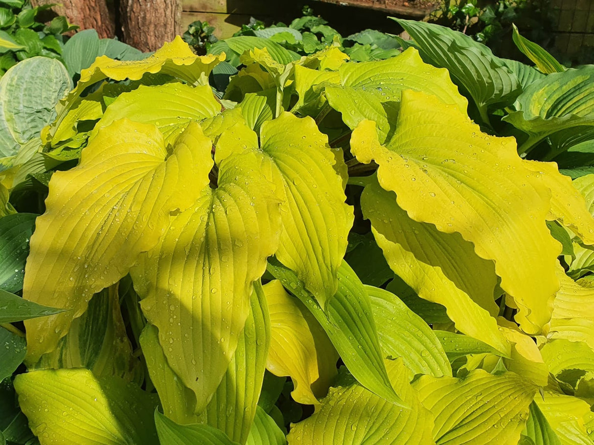 Valley's Lemon Limbo Hosta