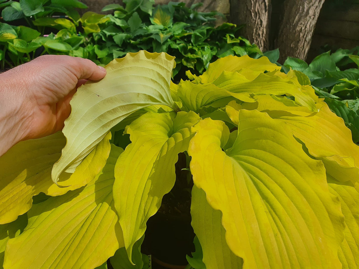 Valley's Lemon Limbo Hosta