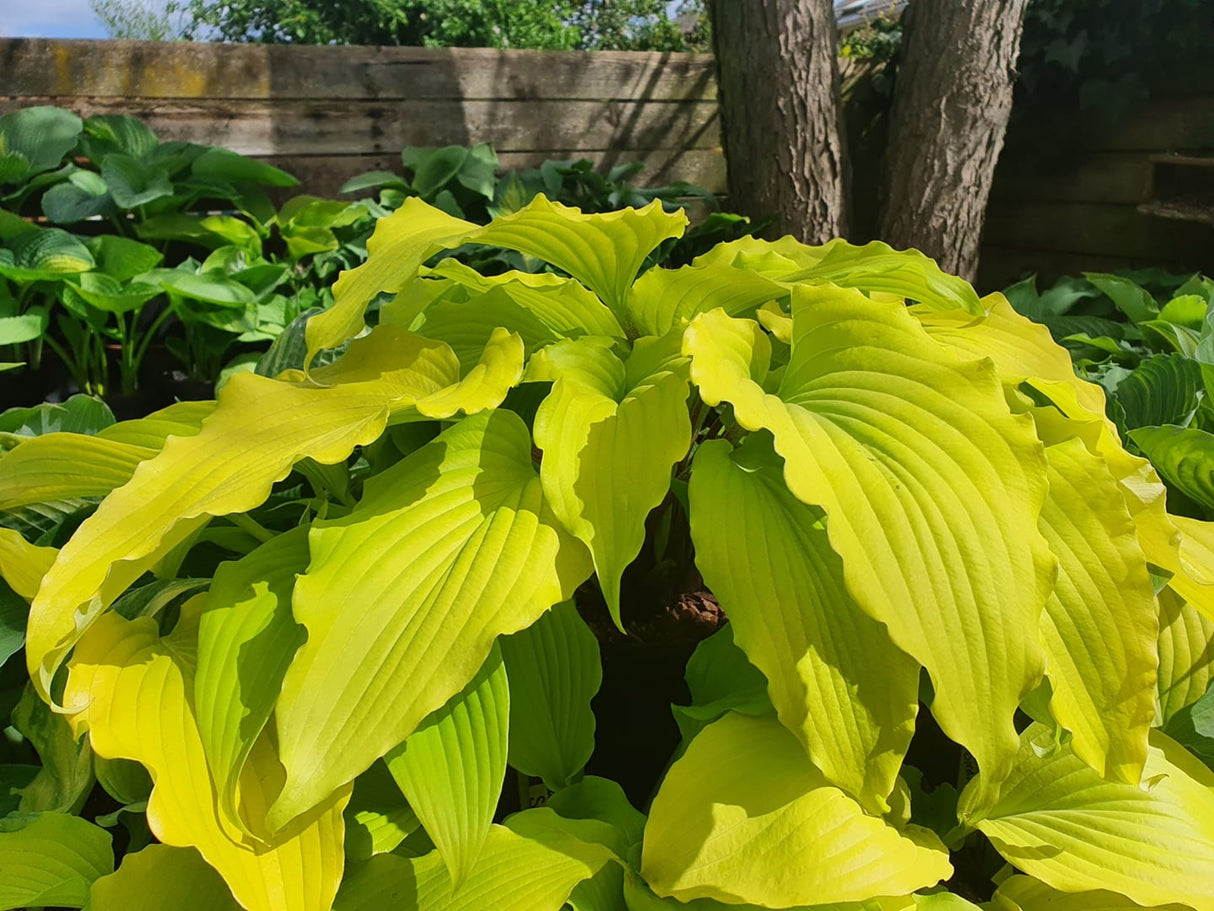 Valley's Lemon Limbo Hosta
