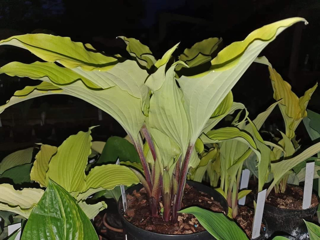 Valley's Lemon Limbo Hosta