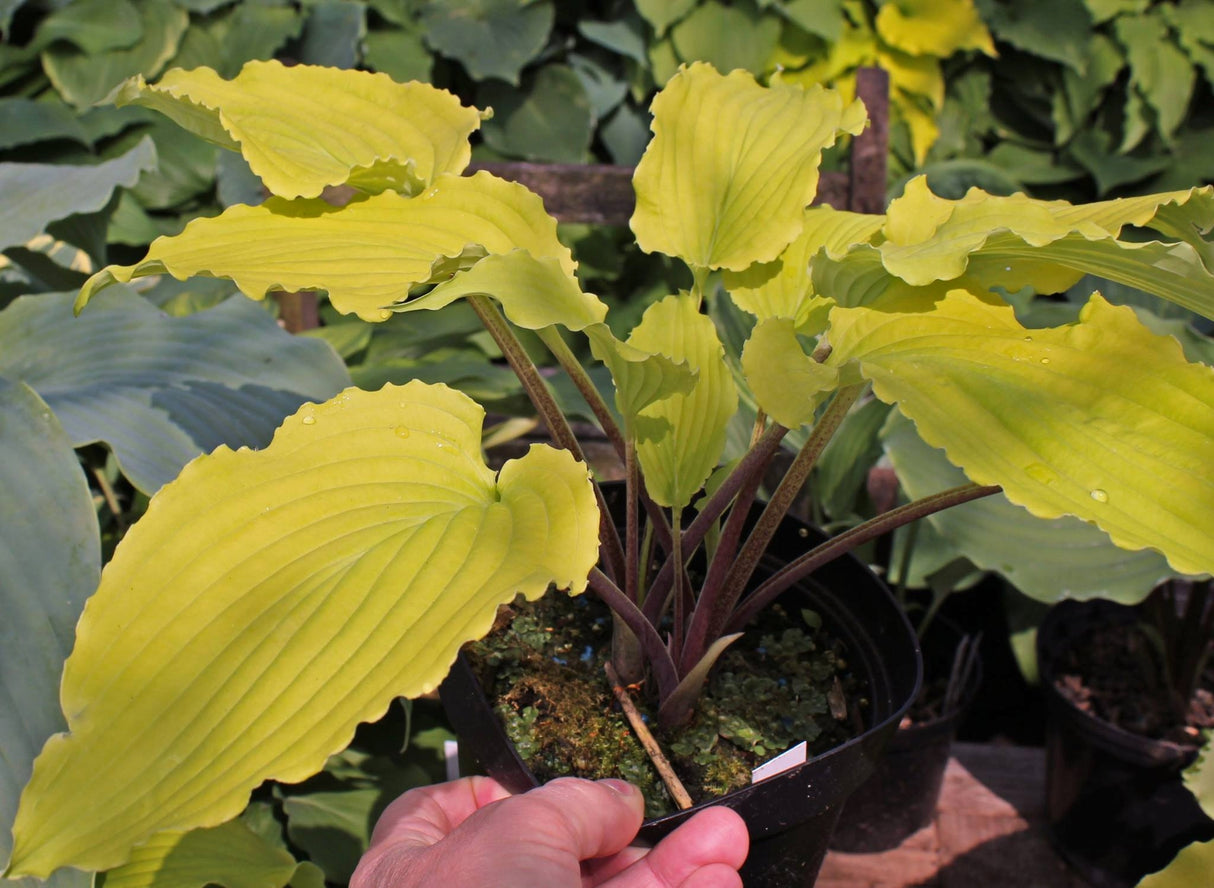 Valley's Love Birds Hosta