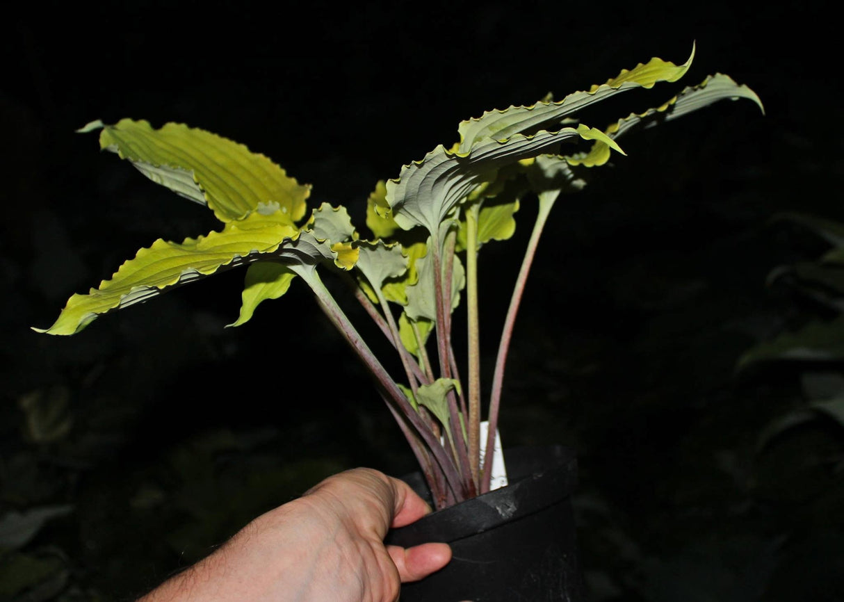 Valley's Love Birds Hosta