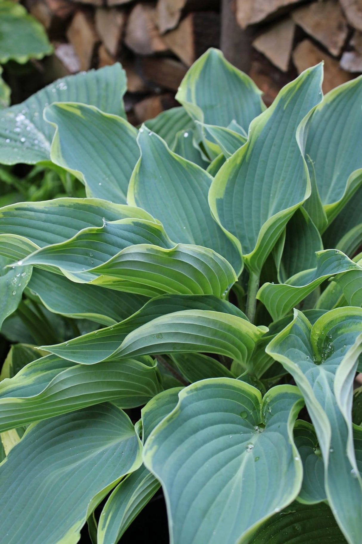 Valley's Paparazzi Hosta