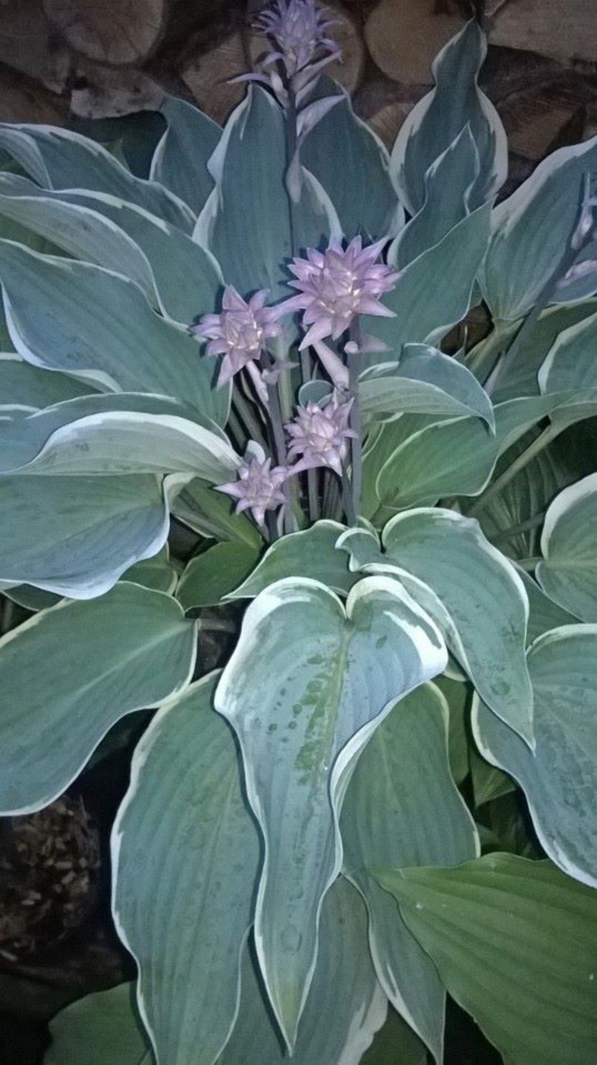Valley's Paparazzi Hosta