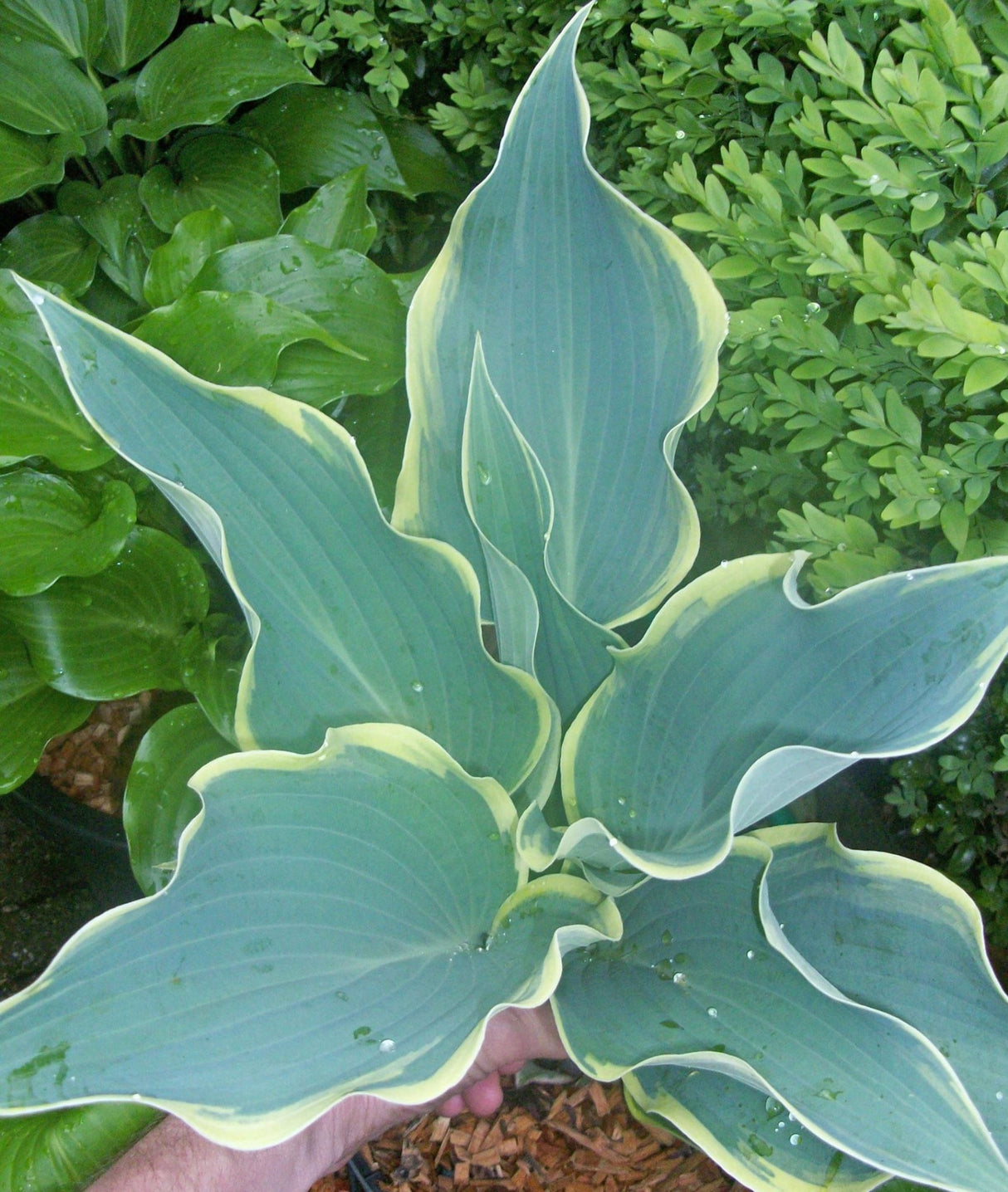 Valley's Paparazzi Hosta