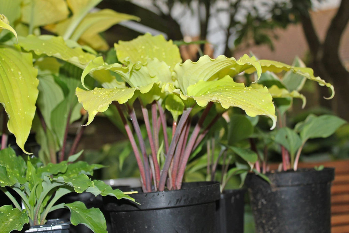 Valley's Pavlova Hosta