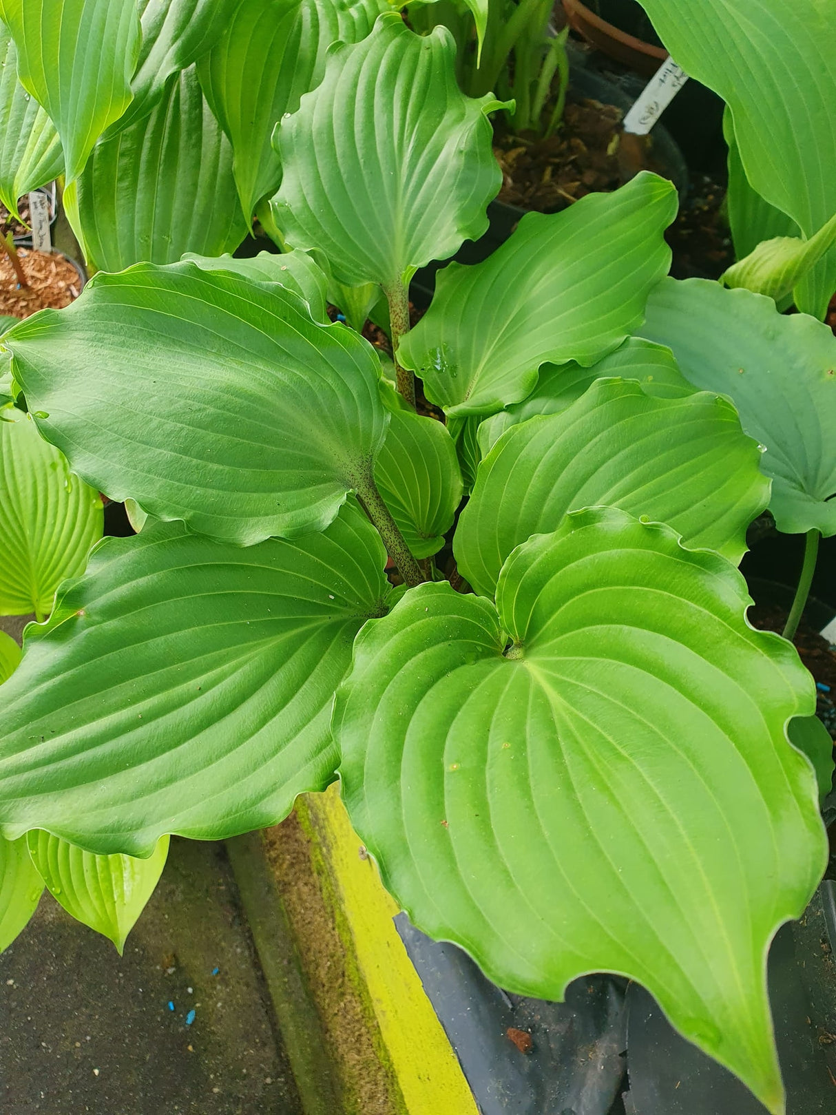 Valley's Rodeo Hosta