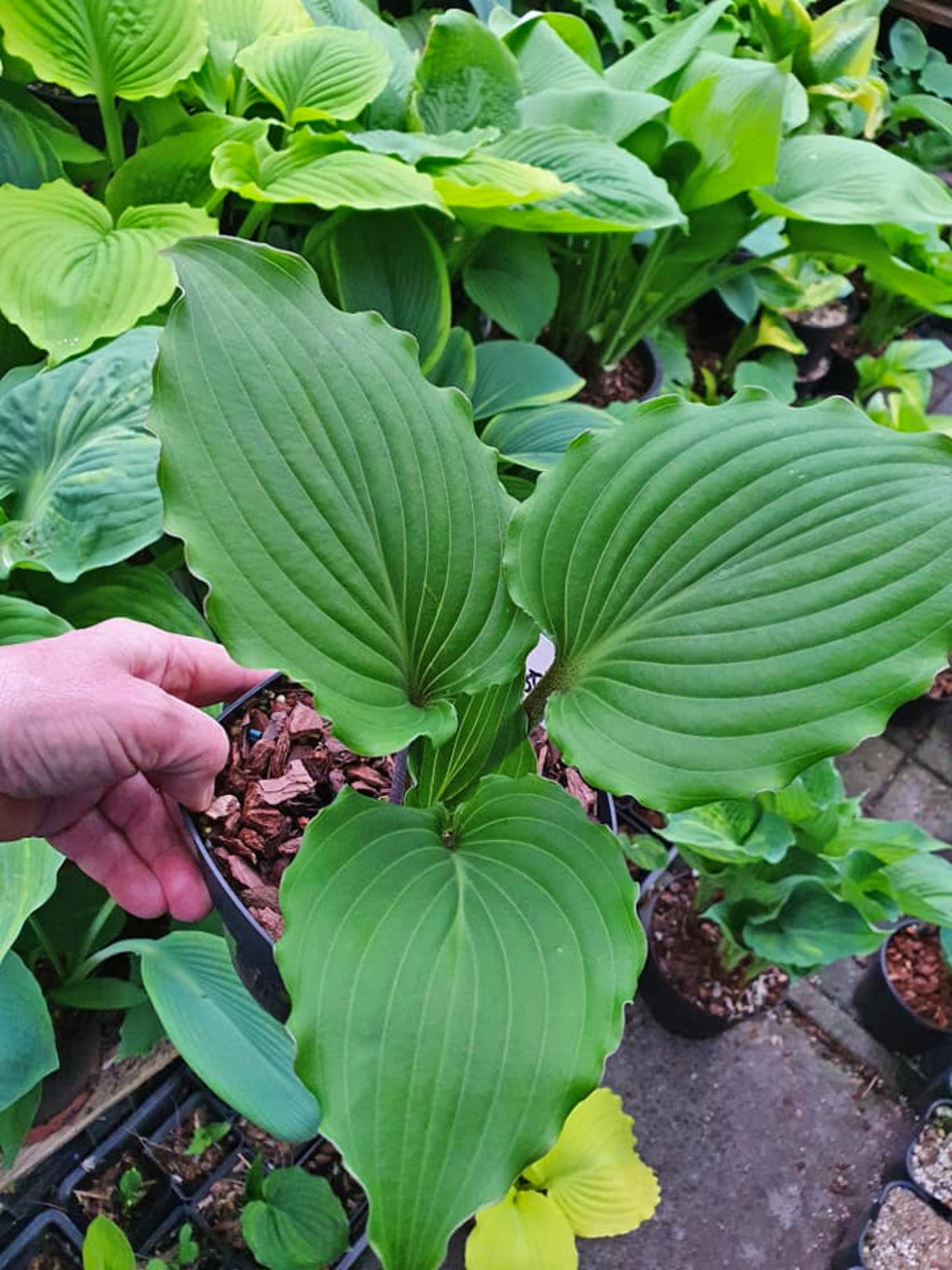 Valley's Rodeo Hosta