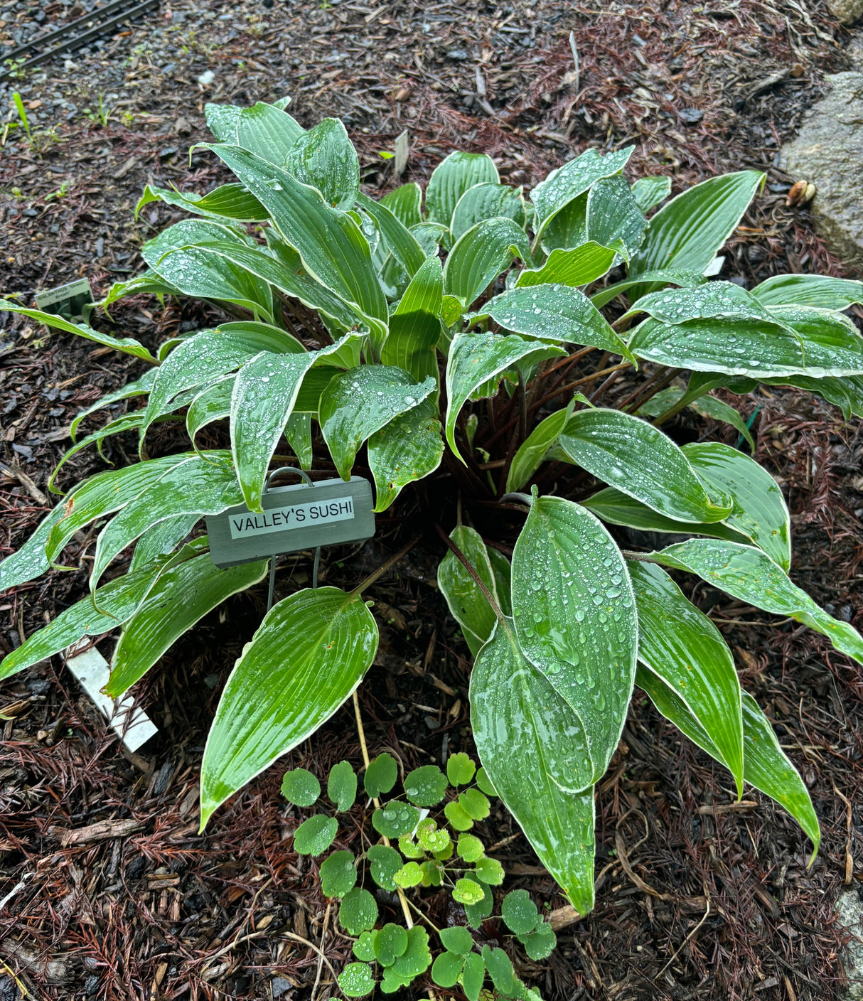 Valley's Sushi Hosta