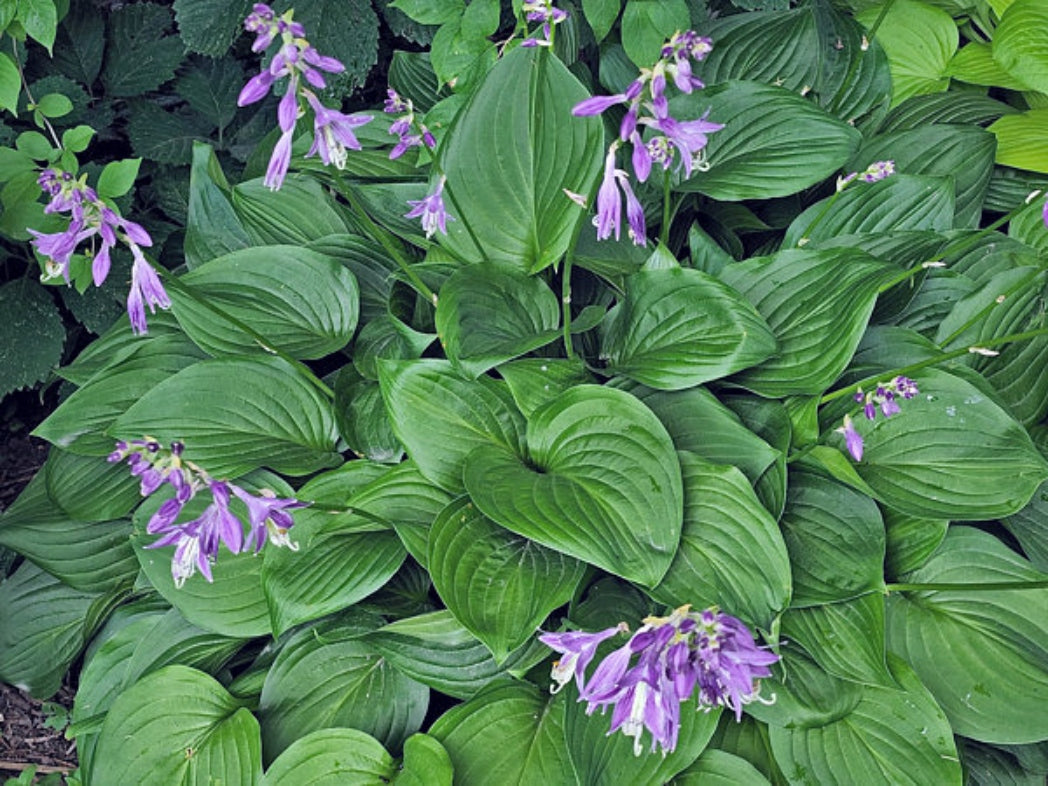 Hosta ventricosa Courtesy of The Hosta Library
