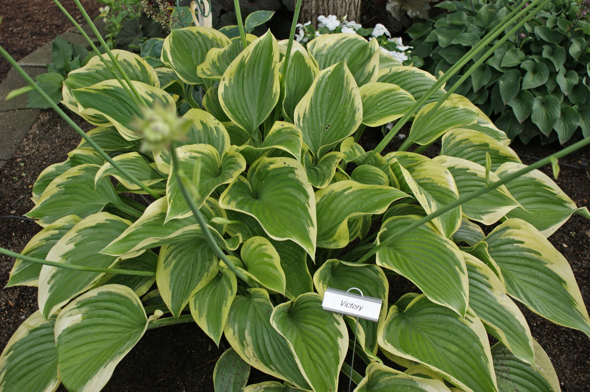 Victory Hosta