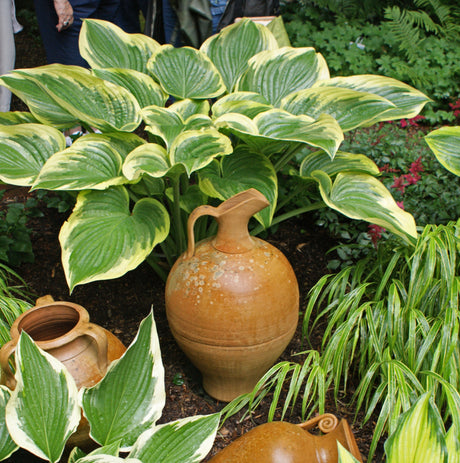 Victory Hosta