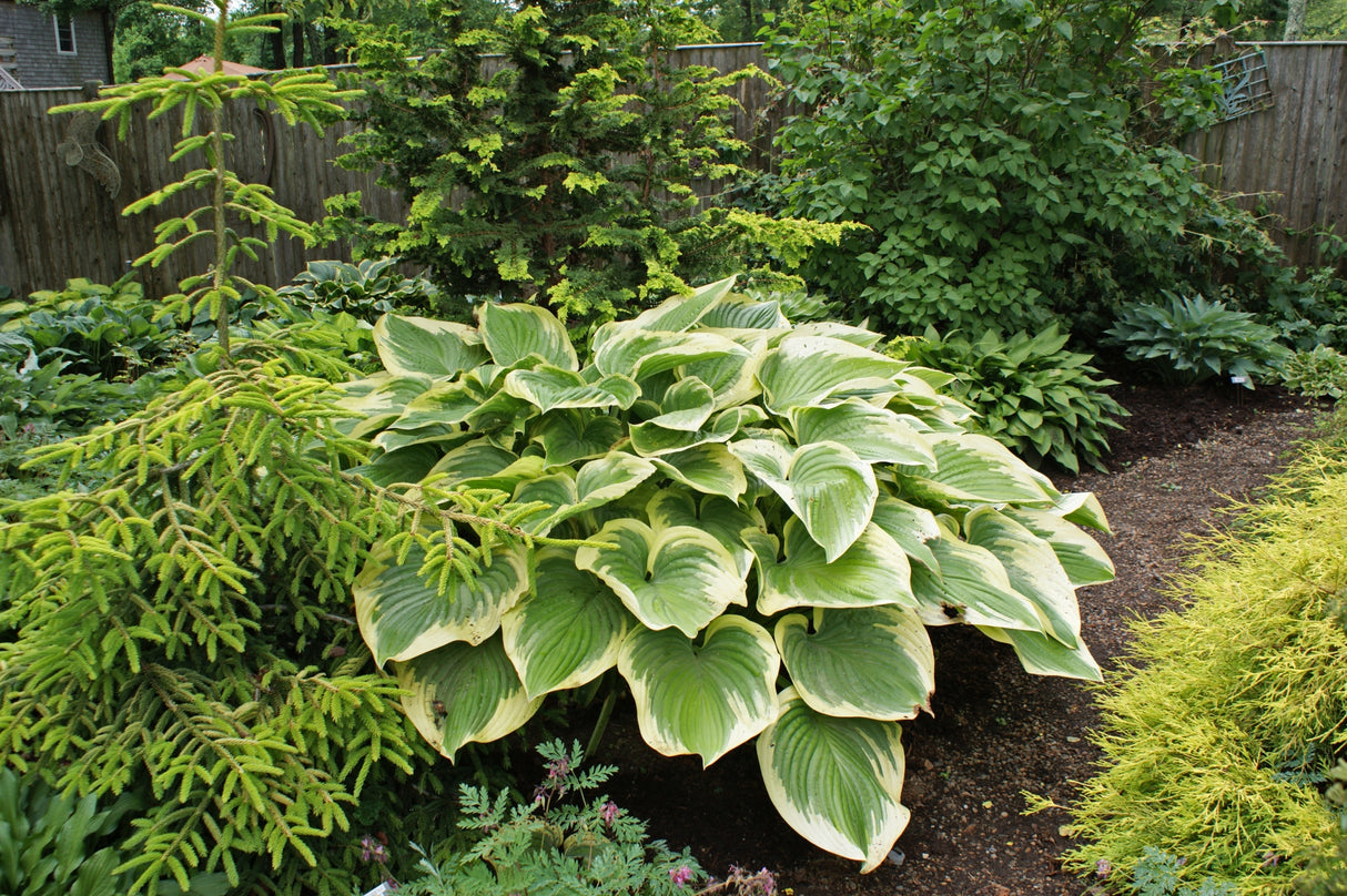Victory Hosta