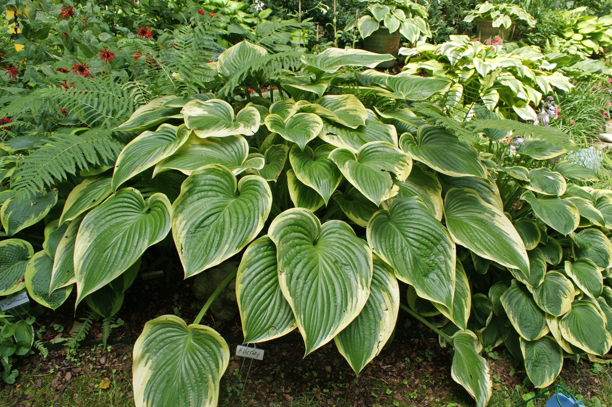 Victory Hosta