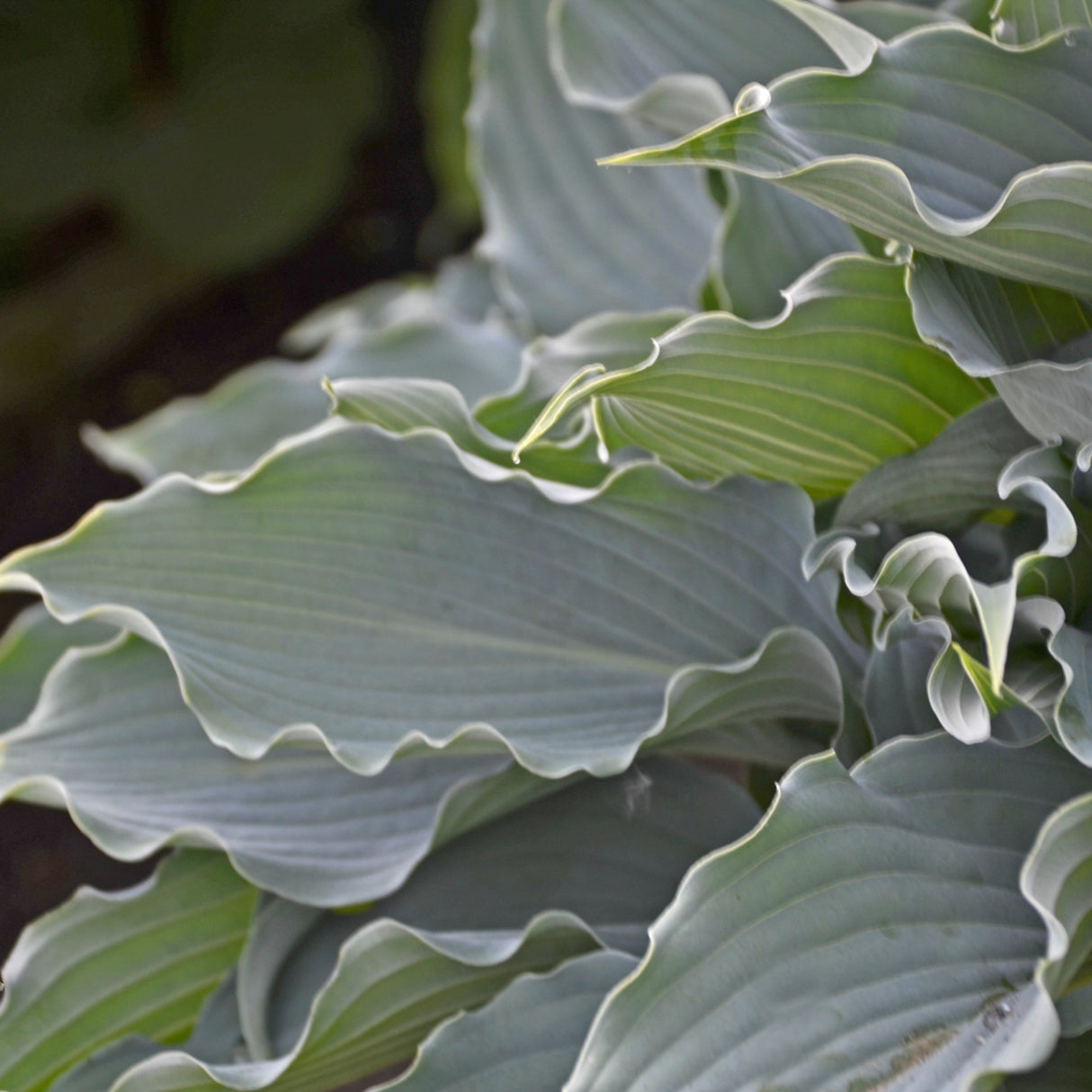 Waterslide Hosta PP30303