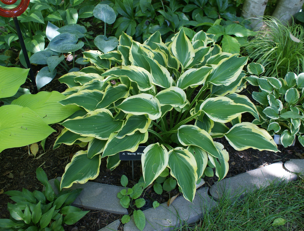 Waving Winds Hosta