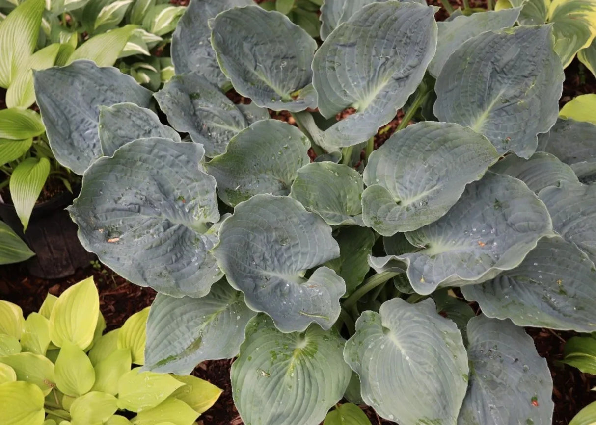 What's Mine is Yours Hosta