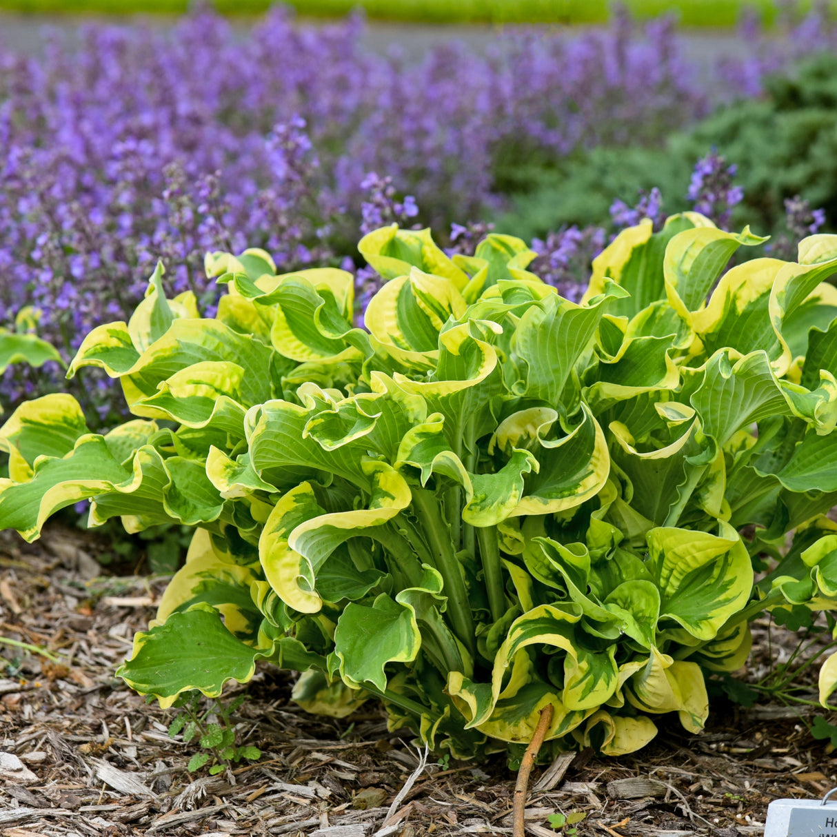 Wheee! Hosta PP23565