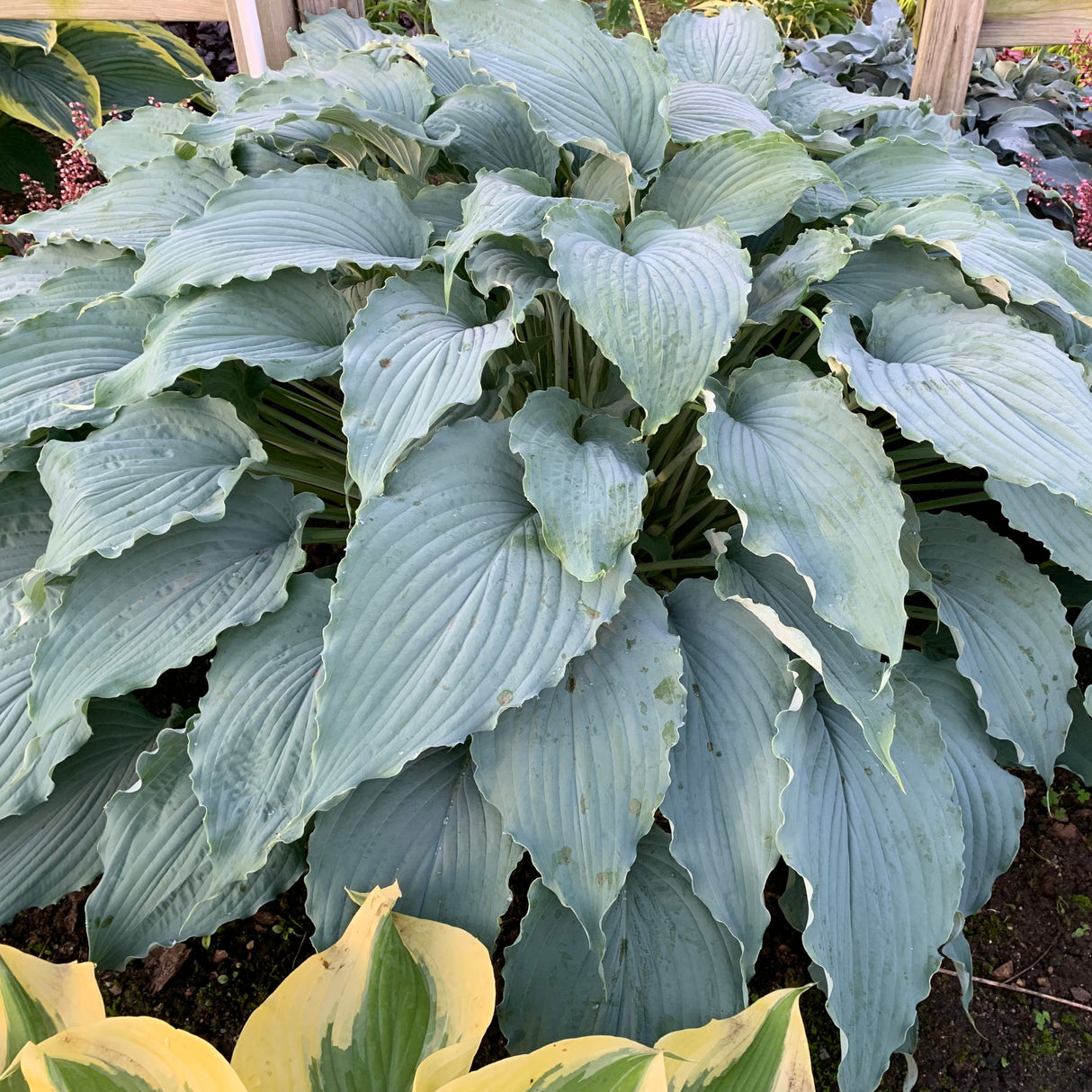 Wind Beneath My Wings PP33317 Hosta