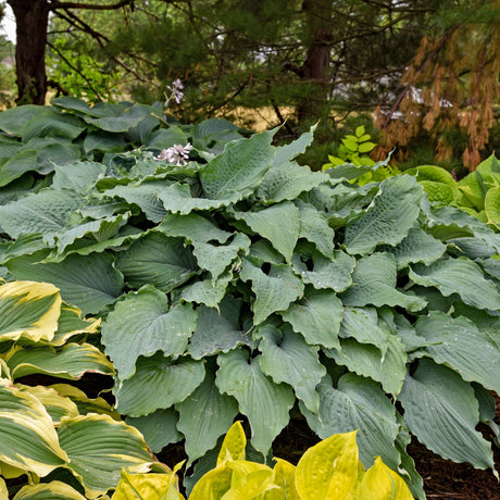 Wind Beneath My Wings PP33317 Hosta