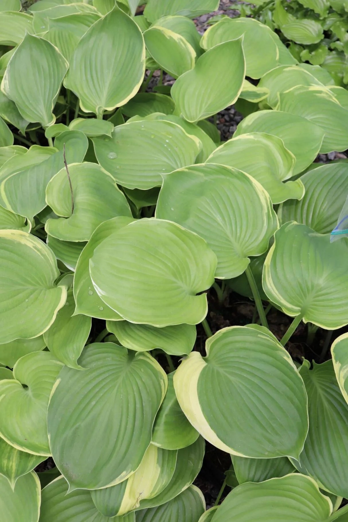 Windy City Hosta