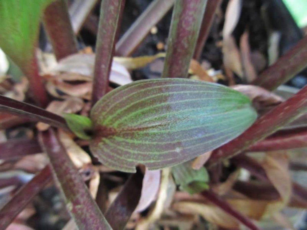 Wisconsin Red Hosta