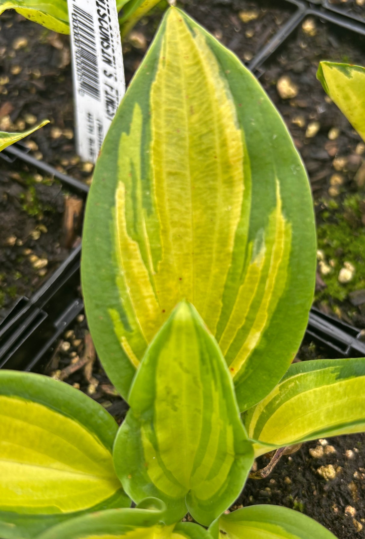 Wisconsin's Finest Hosta