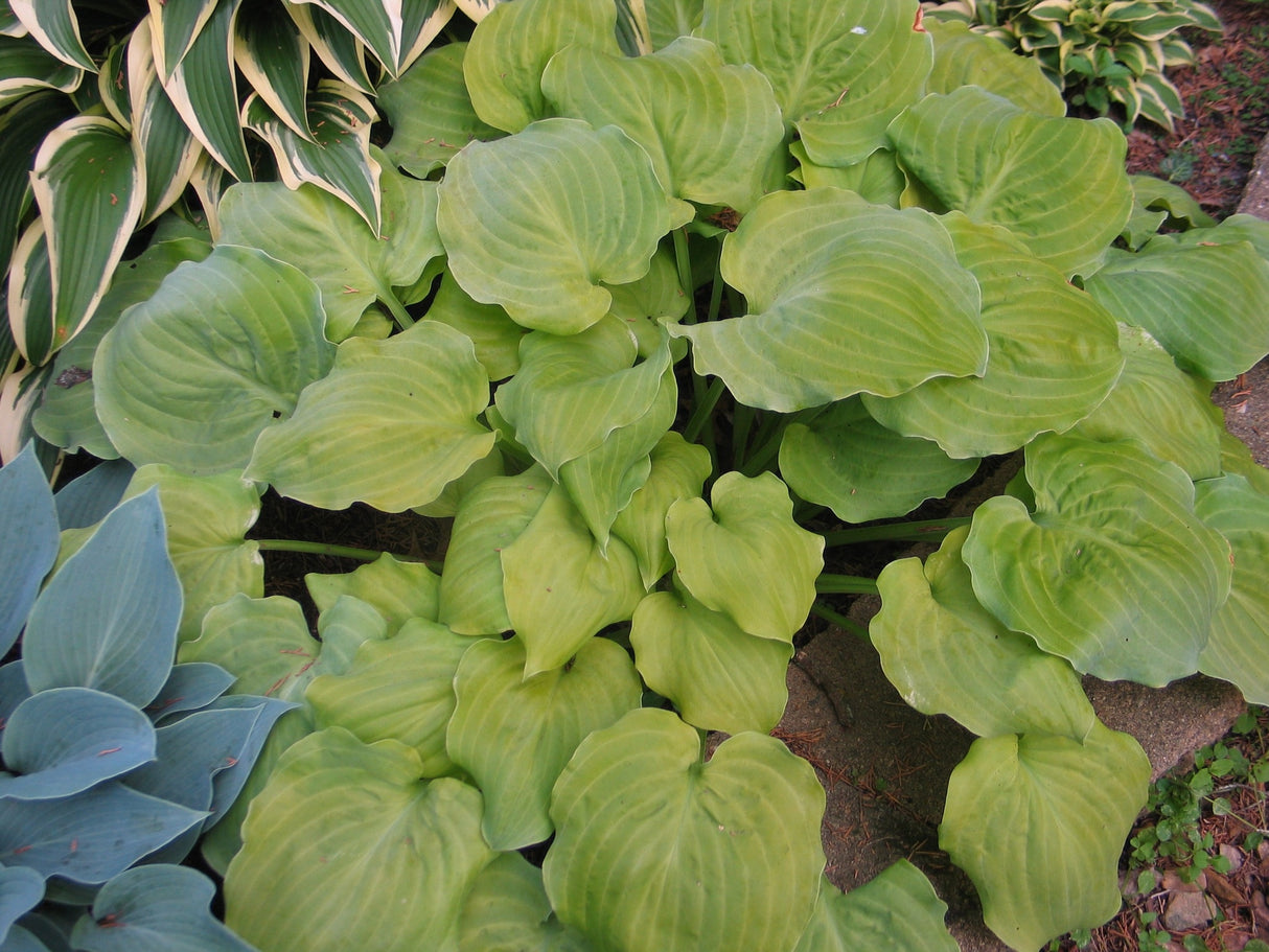 Wizard's Illusion Hosta