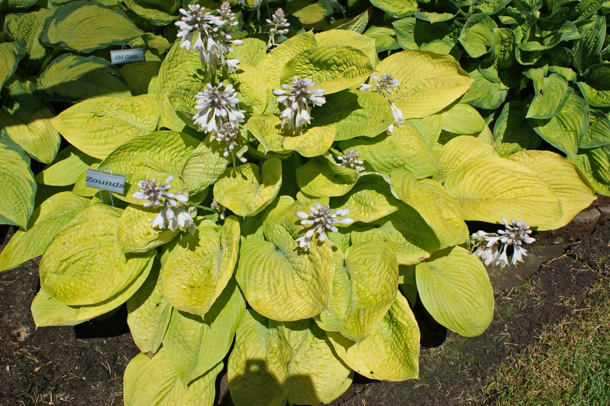 Zounds Hosta