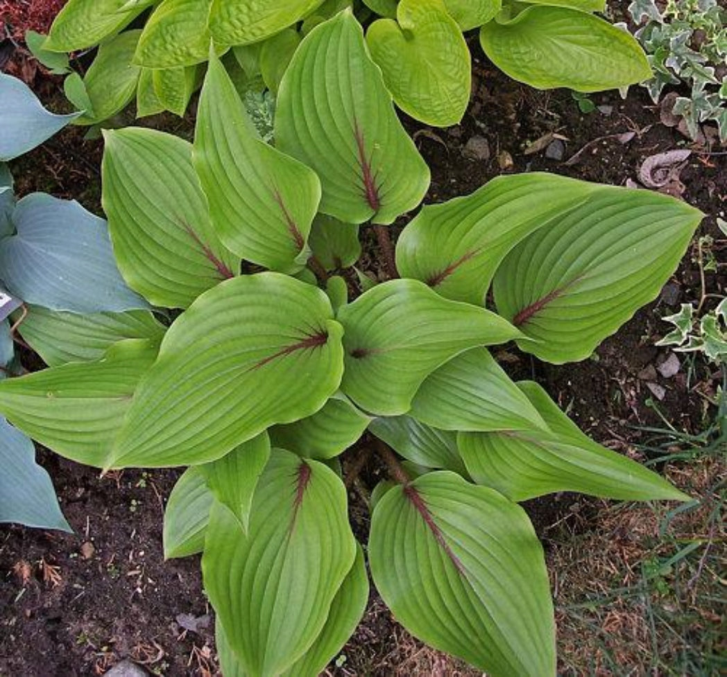 Almost Hosta