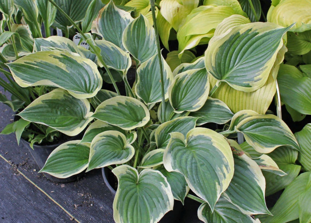 Beautiful Dreamer Hosta