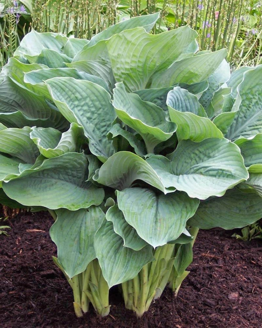 Big Bubba Hosta
