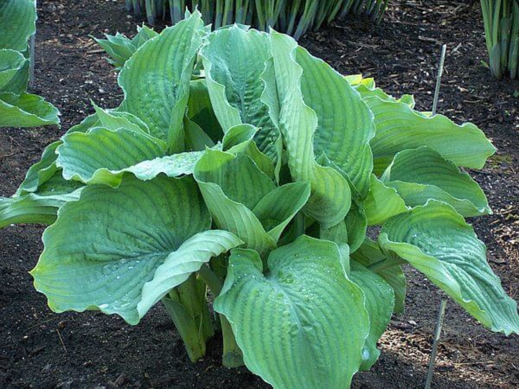 Big Bubba Hosta