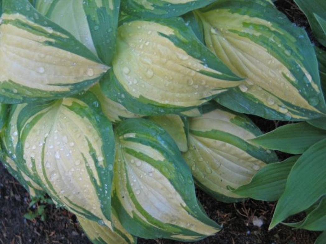 Forest Firefly Hosta Curtesy of Don Dean