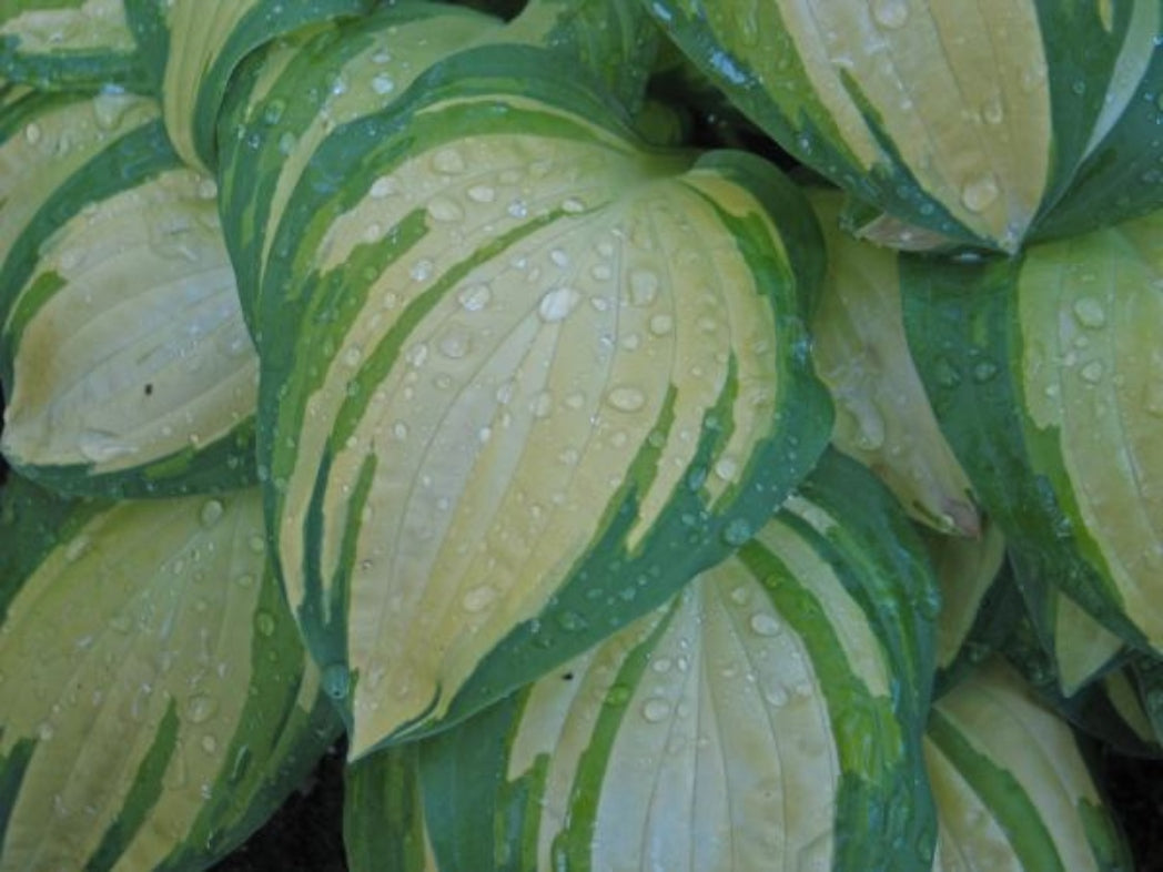 Forest Firefly Hosta Curtesy of Don Dean