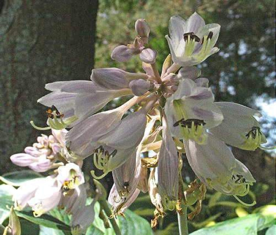 Goldbrook Glimmer Hosta Courtesy of The Hosta Library