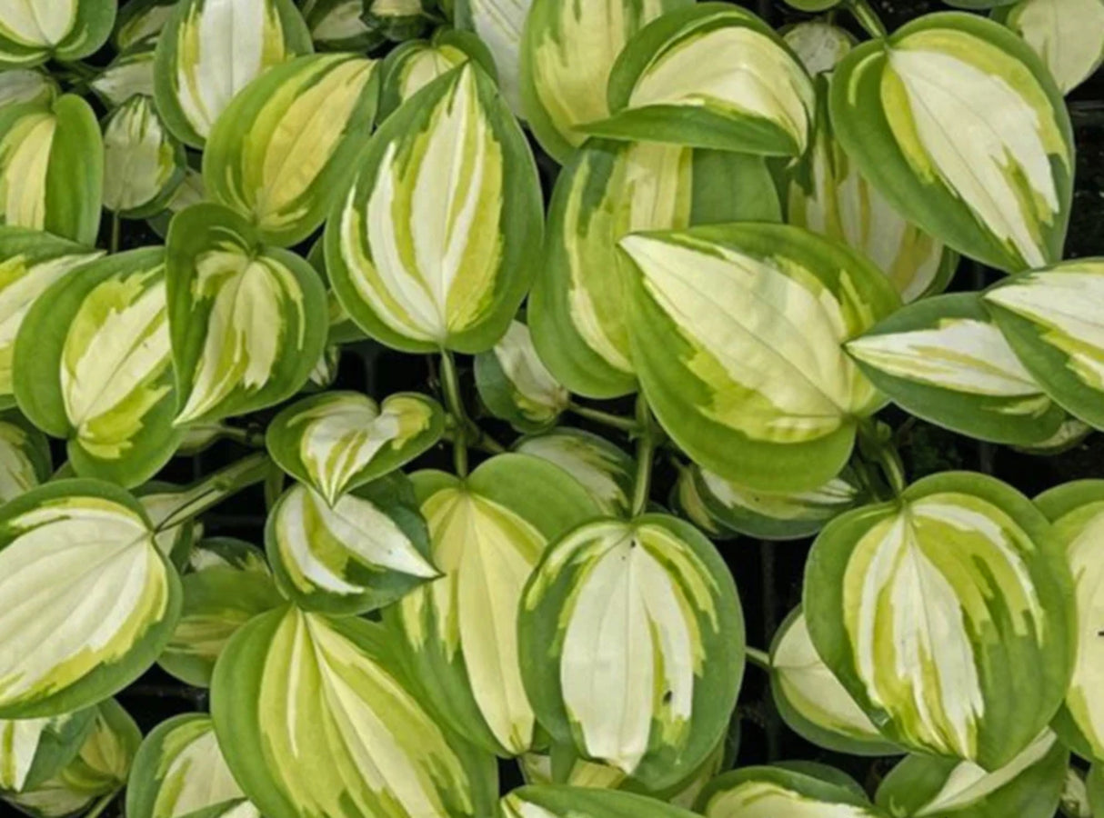 Heatwave Harmony Hosta