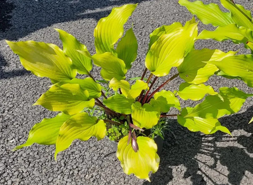 Holar Garnet Crow Hosta Courtesy of Dana Zubrikova