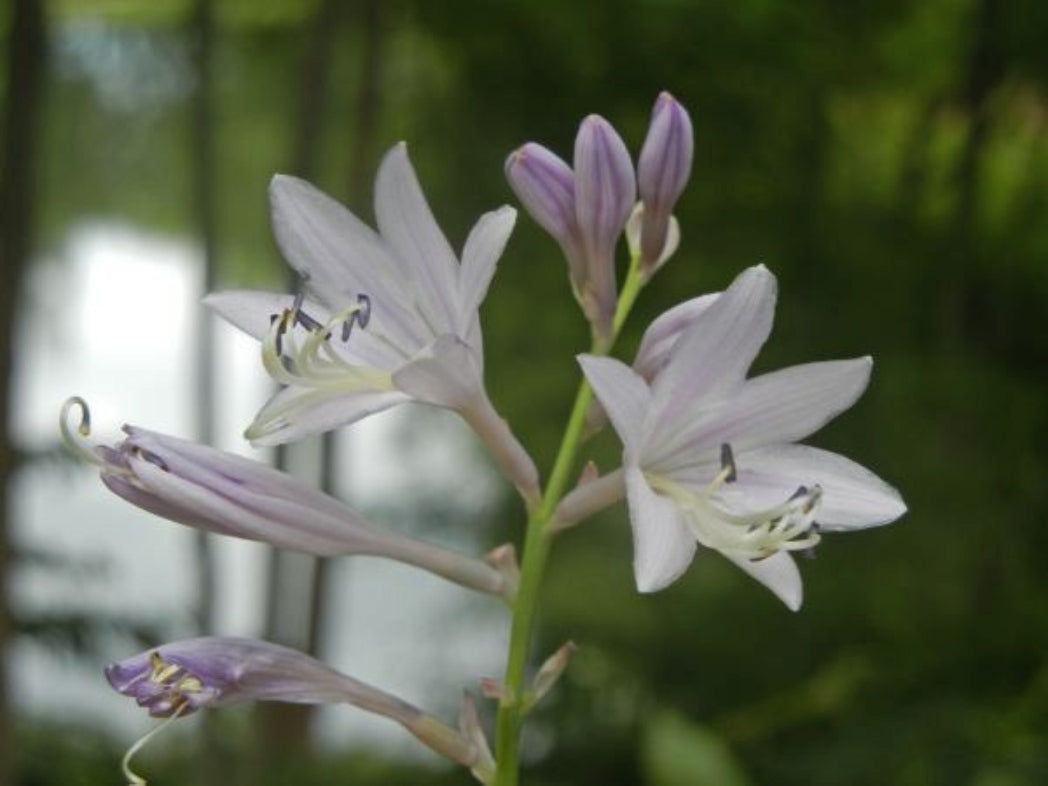 Jen Hosta Courtesy of Randy Goodwin