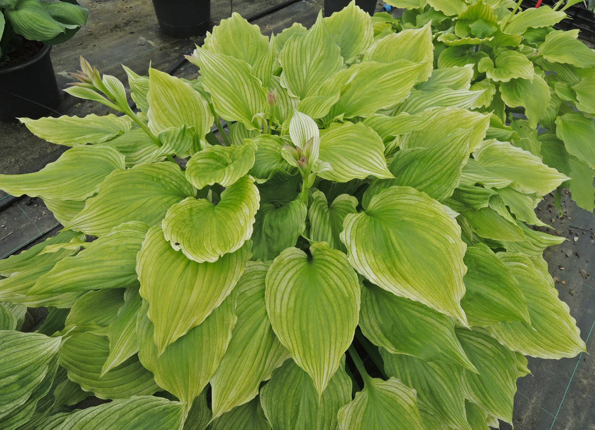 Lemon Feather Hosta